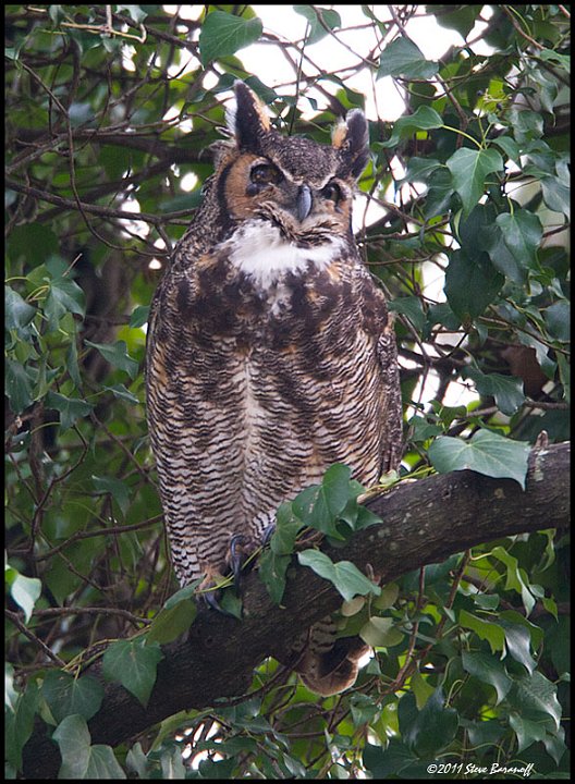 _1SB4398 great-horned owl.jpg